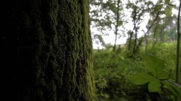 Tree and Forest video