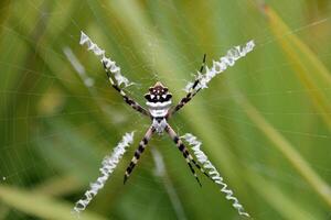 An Argiope argentata spider in a web photo