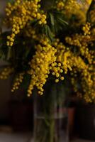 Bright yellow mimosa flowers in full bloom in glass vase on the table photo