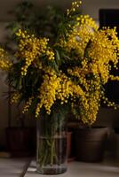 Yellow mimosa flowers in full bloom in glass vase on the table. Soft, fluffy blossoms cover the branches photo