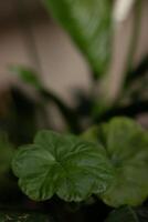 Close-up of a geranium green leaf with soft focus background. Symbolizing growth and freshness. photo