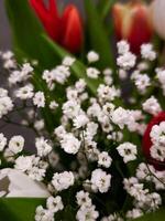 Delicate white gypsophila softening vibrant tulips, creating elegant contrast within lush spring bouquet arrangement for Mother's Day Valentines photo