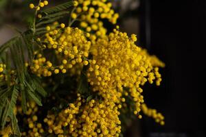 Bright yellow mimosa flowers in full bloom. Soft, fluffy blossoms photo