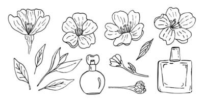 A set of cherry blossoms and perfume bottles, handmade with a liner. illustration of a Japanese flowering tree in vintage style and fragrant perfumes. vector