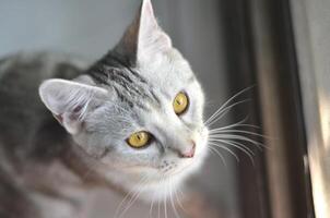 A gray cat with yellow eyes looking at the camera photo