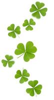 Fresh shamrock leaves scattered dynamically on a clean white background. Lucky green clovers drifting down, representing good fortune photo