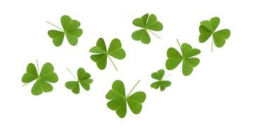 Four leaf clovers falling down on white background. Green shamrocks floating in mid-air, symbolizing luck and prosperity photo