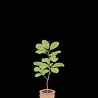 Doodle freehand sketch drawing of fiddle leaf fig tree. vector