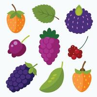 set of berries and leaves fruit design on a white background vector