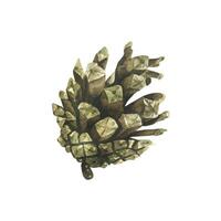 Pine cone is brown. Watercolor illustration, hand drawn. Isolated object on a white background vector