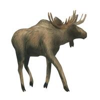 Elk young with antlers with brown fur. Wild animal walking in full growth side view. Watercolor illustration hand drawn. Separate element object isolated from background. vector
