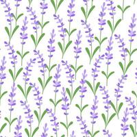 Seamless spring pattern with lavender flowers on white background vector