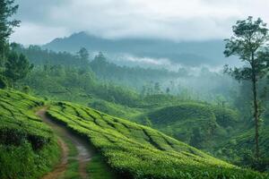 Breathtaking Green Tea Plantations Designed for Informative Text and Presentation Use photo