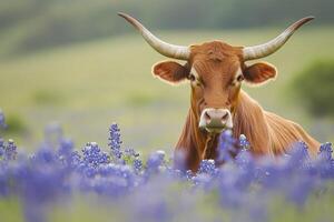 Majestic Texas Longhorn Cow Grazing in a Vibrant Field of Bluebonnets photo
