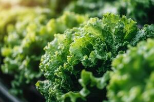 Innovative Vertical Farming Solutions to Enhance Urban Agriculture and Sustainability photo