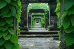 ancient architecture with ivy and green leaves photo