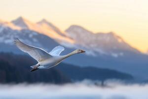 Wild swan in flight over snow covered mountains at sunrise. photo