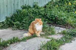 Portrait of a red cat against a green lawn. Red cat on a walk in good warm weather photo