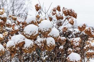 The withered inflorescences of a hydrangea are covered with snow. photo