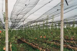 The fruit tree nursery is covered with a protective net photo