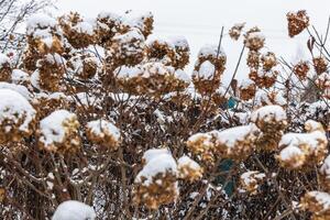 The withered inflorescences of a hydrangea are covered with snow. photo