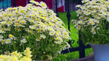 Daisy Flowers Waiting to Be Sold in Front of a Florist Footage. video