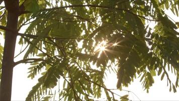 Sunset Sun Rays Filtering Tree Leaves Footage. video