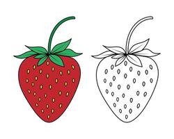 Colored Strawberry Illustration and Black Outline Version on White Background vector