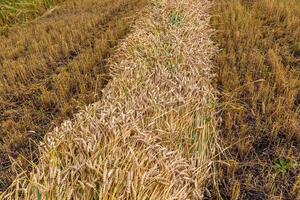 Separate harvesting of wheat by mowing headers into swaths at a low cut photo