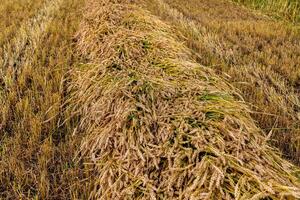 Separate harvesting of wheat by mowing headers into swaths at a low cut photo