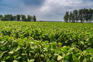 Close-up of a soybean plant field under a blue sky on a summer day photo