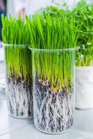 Germination and energy analysis of plants on table in laboratory photo
