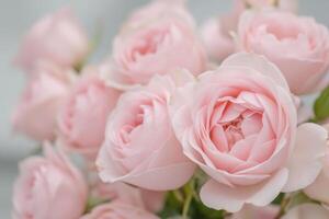 A bouquet of pink roses, light blue background photo