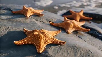 A close-up shot of a group of starfish on the rocky shore of the Gulf of America, with the tide just beginning to roll in photo
