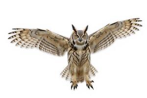 A great horned owl spreading its wings as it prepares to fly, isolated on white background photo
