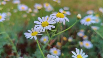 Daisy in the Garden Swaying in the Wind video