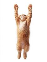 A cat is standing on its hind legs and reaching up photo