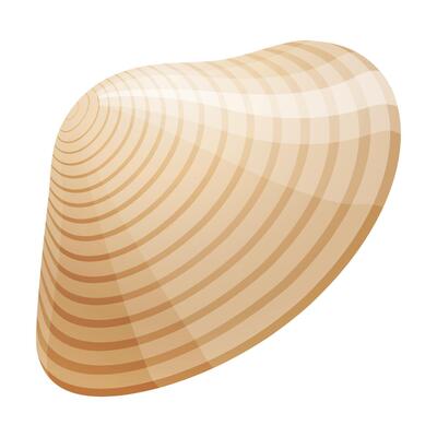 turquoise sea shell on white background