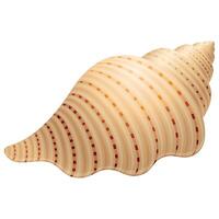 brown sea wavy shell for mollusc on white background vector