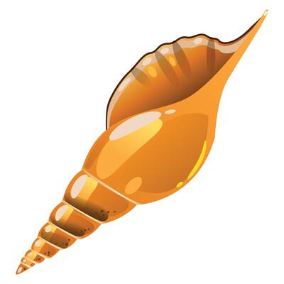brown sea shell on white background