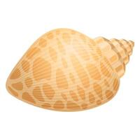brown sea wavy shell for mollusc isolated on white background vector