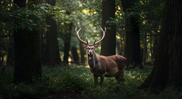 Majestic Stag Standing Proudly Amidst the Enchanting Green Forest Scenery photo