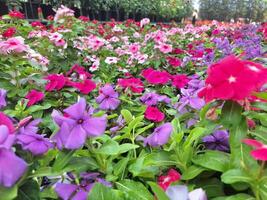 Blurred image of a multi-colored flower garden in a public park. photo