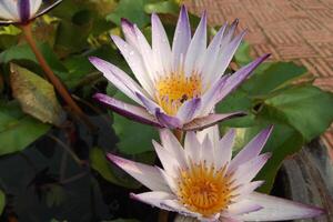 Blurred image of purple and white lotus blooming in a pond. photo