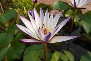 Blurred image of purple lotus flower in the pond with water drops photo