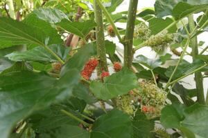 Natural image of mulberry leaves in the garden photo