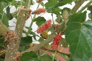 Picture of red mulberry in the garden photo