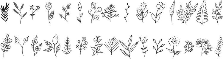 a set of hand drawn plants and flowers, floral vector