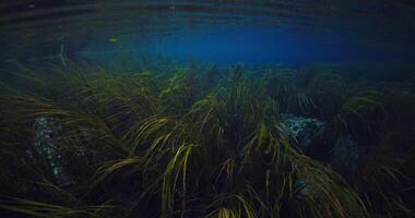 Blue fresh water lake with algae. Underwater view of most transparent lake Paisu pok in Indonesia. video