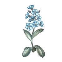 The forget-me-not flower. A watercolor illustration. Highlight it. A sprig of blue forget-me-nots on a stem with leaves. For making greeting cards and invitations for birthday or wedding. vector